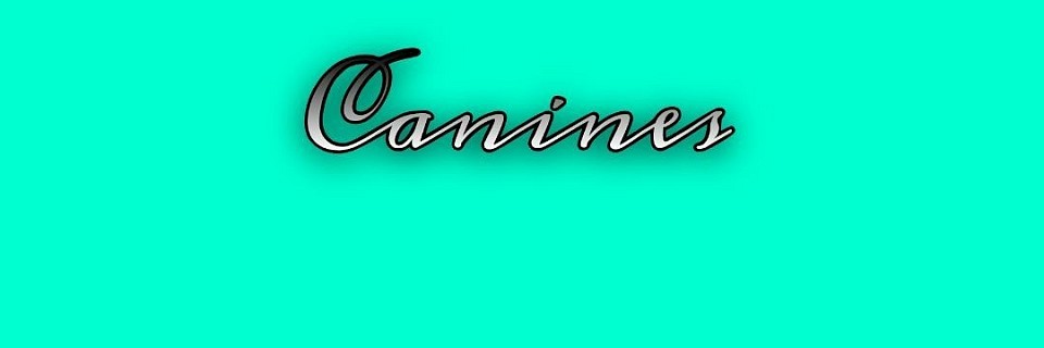 The Canines of Meyers Dobermans