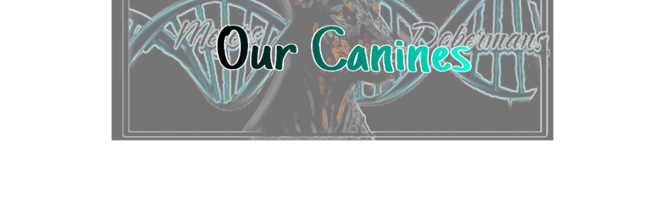 The Canines of Meyers Dobermans