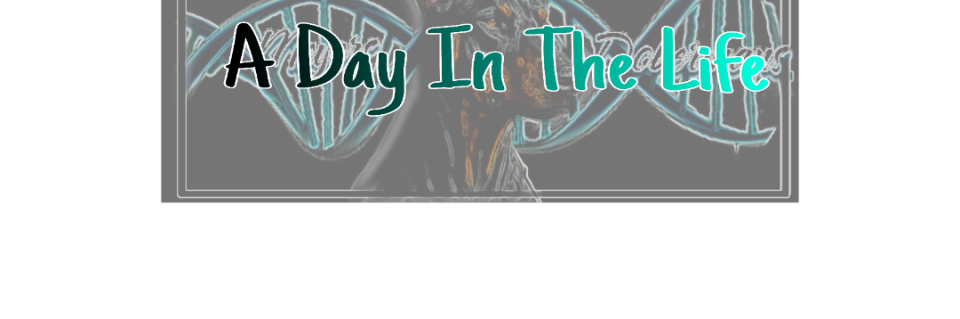 A day in the life of Meyers Dobermans&nbsp;