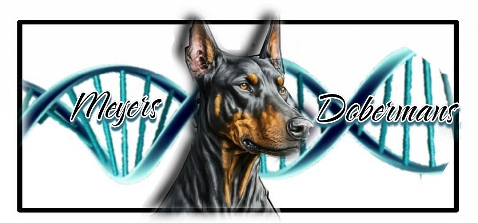 DNA doberman Pincher