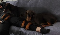 Red females/ spoiled