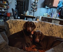 The twins