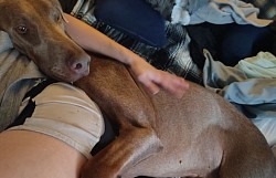 Fawn male/ spoiled