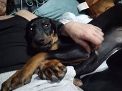 Black male/ previous litter