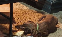 Previous litter