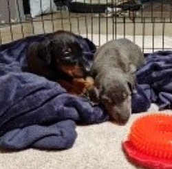 Past litter