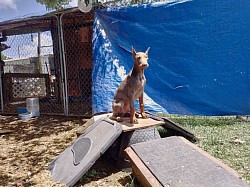 Fawn male/ Asher/ Training Course