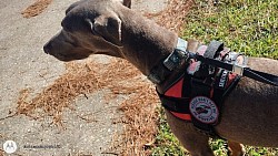 Service dog Training/Asher