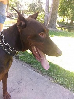 Able/Service Dog/ Red Male