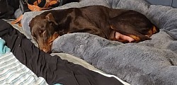 Avin/ Post Litter/ getting some well needed rest