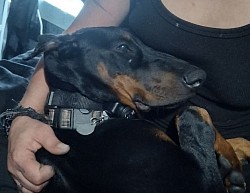 Negan/ Spoiled