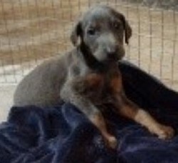 Kane/ Blue Male