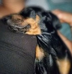 Doberman Pincher puppy