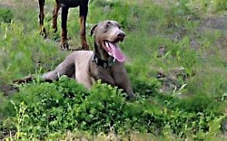 Fawn doberman Pincher