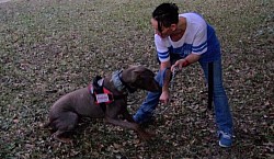 Doberman Pincher training